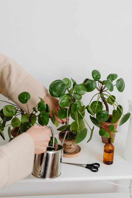Tips for Keeping Your Houseplants Healthy and Thriving